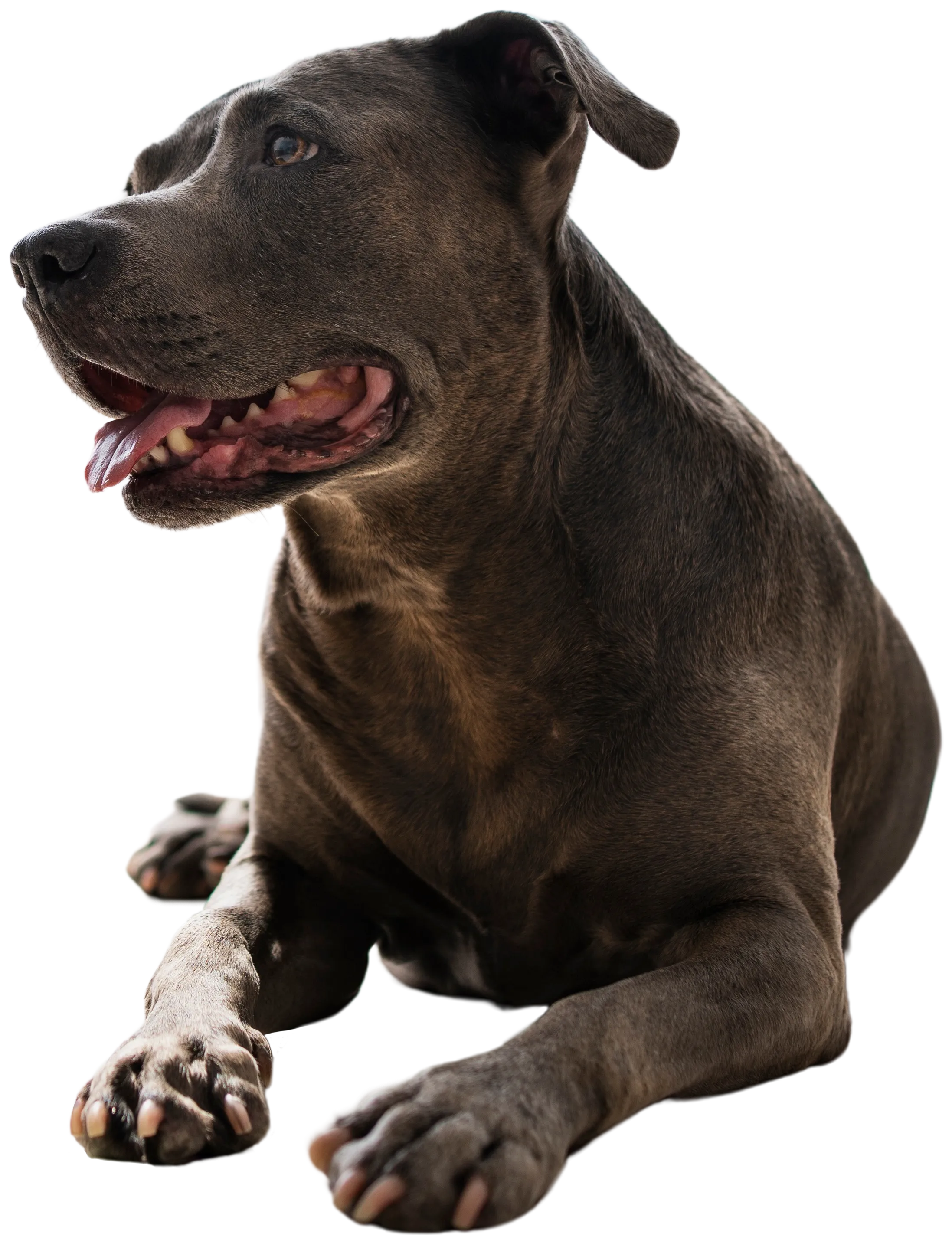 Brązowy pies leżący, z otwartym pyskiem i wystawionym językiem, patrzący w bok